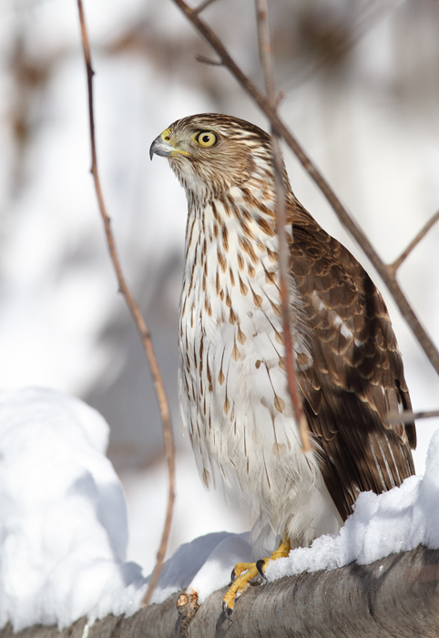 An immature Cooper's Hawk made an attack run on our feeders and then hung out for 30 minutes preening and hunting. It was an immensely enjoyable opportunity to study this beautiful raptor from so close. (Pasadena, Maryland, 2/7/2010). Photo by Bill Hubick. An immature Cooper's Hawk made an attack run on our feeders and then hung out for 30 minutes preening and hunting. It was an immensely enjoyable opportunity to study this beautiful raptor from so close. (Pasadena, Maryland, 2/7/2010). Photo by Bill Hubick.
