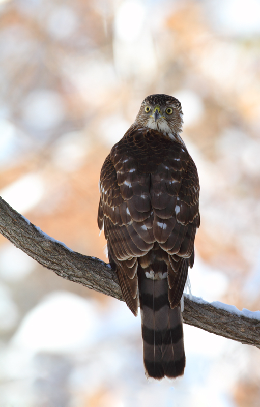 An immature Cooper's Hawk made an attack run on our feeders and then hung out for 30 minutes preening and hunting. It was an immensely enjoyable opportunity to study this beautiful raptor from so close. (Pasadena, Maryland, 2/7/2010). Photo by Bill Hubick. An immature Cooper's Hawk made an attack run on our feeders and then hung out for 30 minutes preening and hunting. It was an immensely enjoyable opportunity to study this beautiful raptor from so close. (Pasadena, Maryland, 2/7/2010). Photo by Bill Hubick.