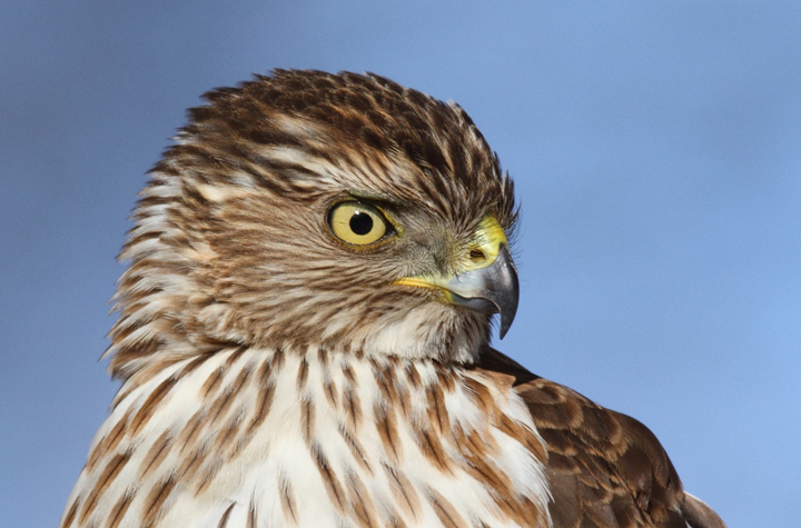 An immature Cooper's Hawk made an attack run on our feeders and then hung out for 30 minutes preening and hunting. It was an immensely enjoyable opportunity to study this beautiful raptor from so close. (Pasadena, Maryland, 2/7/2010). Photo by Bill Hubick. An immature Cooper's Hawk made an attack run on our feeders and then hung out for 30 minutes preening and hunting. It was an immensely enjoyable opportunity to study this beautiful raptor from so close. (Pasadena, Maryland, 2/7/2010). Photo by Bill Hubick.