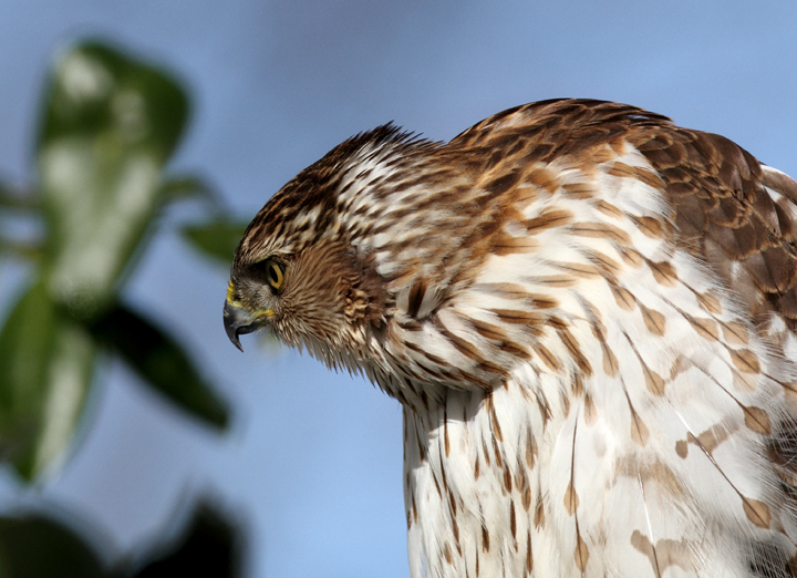 An immature Cooper's Hawk made an attack run on our feeders and then hung out for 30 minutes preening and hunting. It was an immensely enjoyable opportunity to study this beautiful raptor from so close. (Pasadena, Maryland, 2/7/2010). Photo by Bill Hubick. An immature Cooper's Hawk made an attack run on our feeders and then hung out for 30 minutes preening and hunting. It was an immensely enjoyable opportunity to study this beautiful raptor from so close. (Pasadena, Maryland, 2/7/2010). Photo by Bill Hubick.