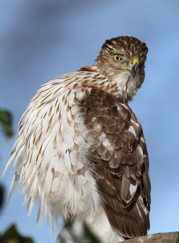 An immature Cooper's Hawk made an attack run on our feeders and then hung out for 30 minutes preening and hunting. It was an immensely enjoyable opportunity to study this beautiful raptor from so close. (Pasadena, Maryland, 2/7/2010). Photo by Bill Hubick. An immature Cooper's Hawk made an attack run on our feeders and then hung out for 30 minutes preening and hunting. It was an immensely enjoyable opportunity to study this beautiful raptor from so close. (Pasadena, Maryland, 2/7/2010). Photo by Bill Hubick.
