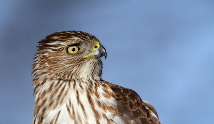 An immature Cooper's Hawk made an attack run on our feeders and then hung out for 30 minutes preening and hunting. It was an immensely enjoyable opportunity to study this beautiful raptor from so close. (Pasadena, Maryland, 2/7/2010). Photo by Bill Hubick. An immature Cooper's Hawk made an attack run on our feeders and then hung out for 30 minutes preening and hunting. It was an immensely enjoyable opportunity to study this beautiful raptor from so close. (Pasadena, Maryland, 2/7/2010). Photo by Bill Hubick.