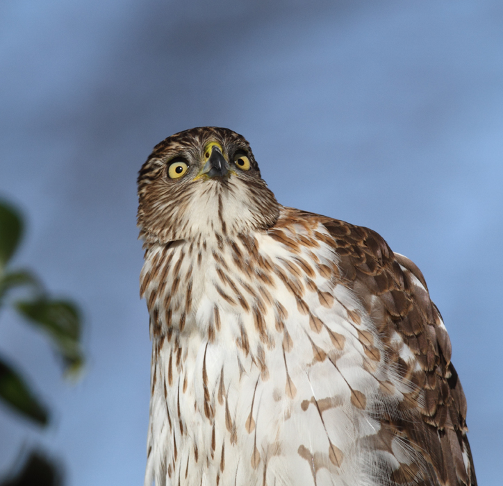 An immature Cooper's Hawk made an attack run on our feeders and then hung out for 30 minutes preening and hunting. It was an immensely enjoyable opportunity to study this beautiful raptor from so close. (Pasadena, Maryland, 2/7/2010). An immature Cooper's Hawk made an attack run on our feeders and then hung out for 30 minutes preening and hunting. It was an immensely enjoyable opportunity to study this beautiful raptor from so close. (Pasadena, Maryland, 2/7/2010). Photo by Bill Hubick.