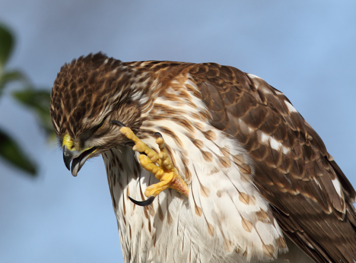 An immature Cooper's Hawk made an attack run on our feeders and then hung out for 30 minutes preening and hunting. It was an immensely enjoyable opportunity to study this beautiful raptor from so close. (Pasadena, Maryland, 2/7/2010). Photo by Bill Hubick. An immature Cooper's Hawk made an attack run on our feeders and then hung out for 30 minutes preening and hunting. It was an immensely enjoyable opportunity to study this beautiful raptor from so close. (Pasadena, Maryland, 2/7/2010). Photo by Bill Hubick.