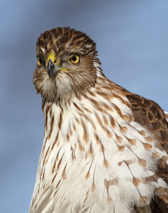An immature Cooper's Hawk made an attack run on our feeders and then hung out for 30 minutes preening and hunting. It was an immensely enjoyable opportunity to study this beautiful raptor from so close. (Pasadena, Maryland, 2/7/2010). Photo by Bill Hubick. An immature Cooper's Hawk made an attack run on our feeders and then hung out for 30 minutes preening and hunting. It was an immensely enjoyable opportunity to study this beautiful raptor from so close. (Pasadena, Maryland, 2/7/2010). Photo by Bill Hubick.