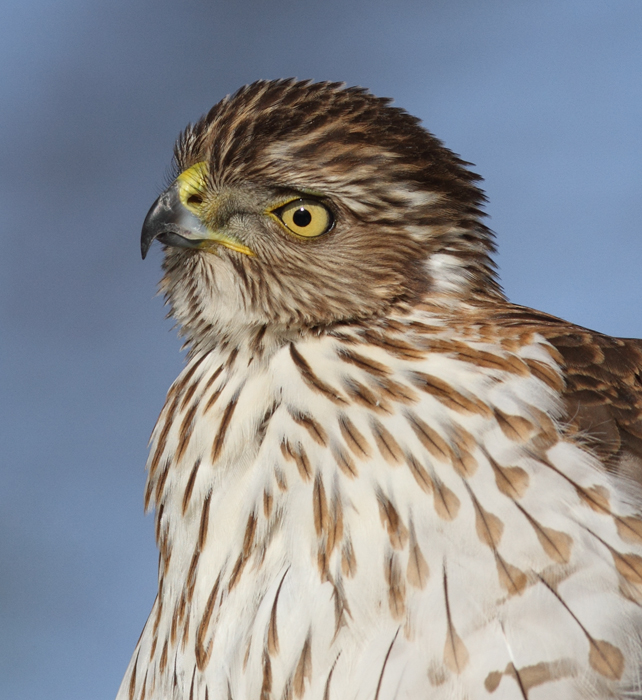 An immature Cooper's Hawk made an attack run on our feeders and then hung out for 30 minutes preening and hunting. It was an immensely enjoyable opportunity to study this beautiful raptor from so close. (Pasadena, Maryland, 2/7/2010). Photo by Bill Hubick. An immature Cooper's Hawk made an attack run on our feeders and then hung out for 30 minutes preening and hunting. It was an immensely enjoyable opportunity to study this beautiful raptor from so close. (Pasadena, Maryland, 2/7/2010). Photo by Bill Hubick.