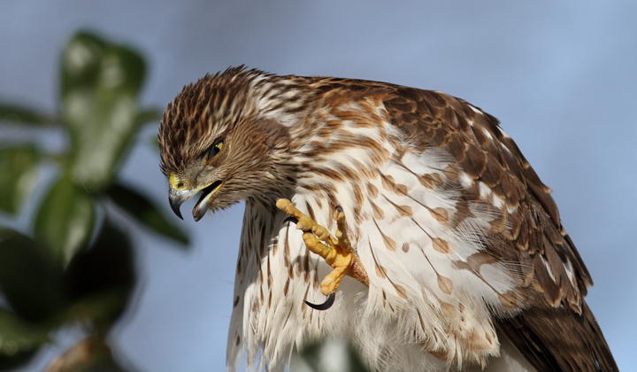 An immature Cooper's Hawk made an attack run on our feeders and then hung out for 30 minutes preening and hunting. It was an immensely enjoyable opportunity to study this beautiful raptor from so close. (Pasadena, Maryland, 2/7/2010). Photo by Bill Hubick. An immature Cooper's Hawk made an attack run on our feeders and then hung out for 30 minutes preening and hunting. It was an immensely enjoyable opportunity to study this beautiful raptor from so close. (Pasadena, Maryland, 2/7/2010). Photo by Bill Hubick.