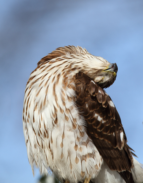 An immature Cooper's Hawk made an attack run on our feeders and then hung out for 30 minutes preening and hunting. It was an immensely enjoyable opportunity to study this beautiful raptor from so close. (Pasadena, Maryland, 2/7/2010). Photo by Bill Hubick. An immature Cooper's Hawk made an attack run on our feeders and then hung out for 30 minutes preening and hunting. It was an immensely enjoyable opportunity to study this beautiful raptor from so close. (Pasadena, Maryland, 2/7/2010). Photo by Bill Hubick.