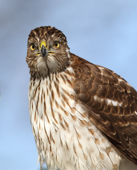 An immature Cooper's Hawk made an attack run on our feeders and then hung out for 30 minutes preening and hunting. It was an immensely enjoyable opportunity to study this beautiful raptor from so close. (Pasadena, Maryland, 2/7/2010). Photo by Bill Hubick. An immature Cooper's Hawk made an attack run on our feeders and then hung out for 30 minutes preening and hunting. It was an immensely enjoyable opportunity to study this beautiful raptor from so close. (Pasadena, Maryland, 2/7/2010). Photo by Bill Hubick.