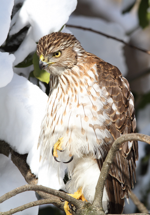 An immature Cooper's Hawk made an attack run on our feeders and then hung out for 30 minutes preening and hunting. It was an immensely enjoyable opportunity to study this beautiful raptor from so close. (Pasadena, Maryland, 2/7/2010). Photo by Bill Hubick. An immature Cooper's Hawk made an attack run on our feeders and then hung out for 30 minutes preening and hunting. It was an immensely enjoyable opportunity to study this beautiful raptor from so close. (Pasadena, Maryland, 2/7/2010). Photo by Bill Hubick.