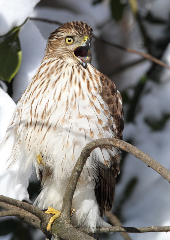An immature Cooper's Hawk made an attack run on our feeders and then hung out for 30 minutes preening and hunting. It was an immensely enjoyable opportunity to study this beautiful raptor from so close. (Pasadena, Maryland, 2/7/2010). Photo by Bill Hubick. An immature Cooper's Hawk made an attack run on our feeders and then hung out for 30 minutes preening and hunting. It was an immensely enjoyable opportunity to study this beautiful raptor from so close. (Pasadena, Maryland, 2/7/2010). Photo by Bill Hubick.
