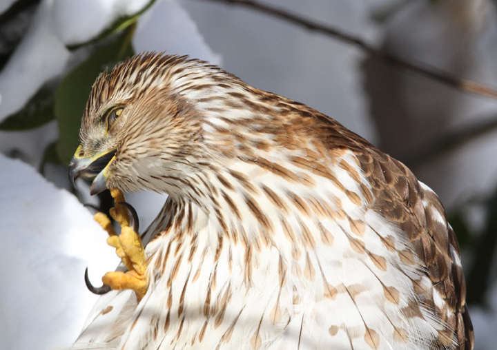 An immature Cooper's Hawk made an attack run on our feeders and then hung out for 30 minutes preening and hunting. It was an immensely enjoyable opportunity to study this beautiful raptor from so close. (Pasadena, Maryland, 2/7/2010). Photo by Bill Hubick. An immature Cooper's Hawk made an attack run on our feeders and then hung out for 30 minutes preening and hunting. It was an immensely enjoyable opportunity to study this beautiful raptor from so close. (Pasadena, Maryland, 2/7/2010). Photo by Bill Hubick.