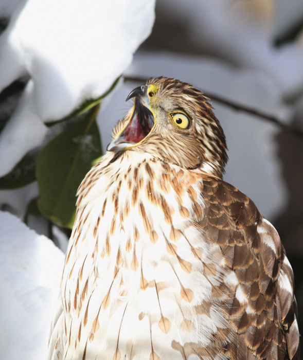 An immature Cooper's Hawk made an attack run on our feeders and then hung out for 30 minutes preening and hunting. It was an immensely enjoyable opportunity to study this beautiful raptor from so close. (Pasadena, Maryland, 2/7/2010). Photo by Bill Hubick. An immature Cooper's Hawk made an attack run on our feeders and then hung out for 30 minutes preening and hunting. It was an immensely enjoyable opportunity to study this beautiful raptor from so close. (Pasadena, Maryland, 2/7/2010). Photo by Bill Hubick.