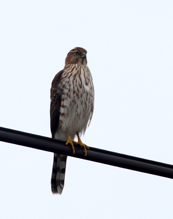 An immature Cooper's Hawk in West Ocean City, Maryland (11/14/2009). An immature Cooper's Hawk in West Ocean City, Maryland (11/14/2009).