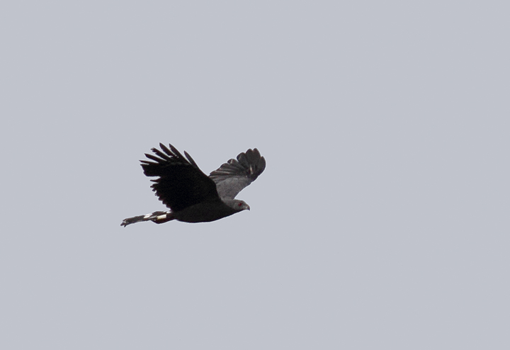 An impressive Crane Hawk transits between perches in the canopy in central Panama (July 2010). Photo by Bill Hubick.