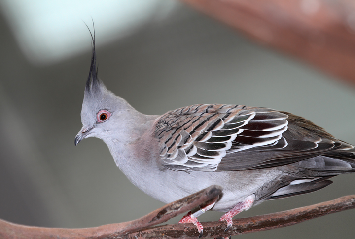Crested Pigeon - Australia exhibit at the National Aquarium (12/31/2009). Photo by Bill Hubick. Crested Pigeon - Australia exhibit at the National Aquarium (12/31/2009). Photo by Bill Hubick.