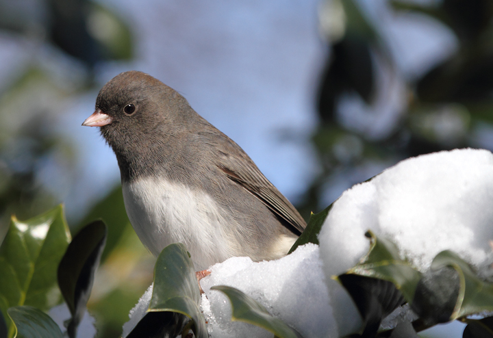 A Slate-colored Junco checking out our busy feeders. (Anne Arundel Co., Maryland, 12/20/2009). A Slate-colored Junco checking out our busy feeders. (Anne Arundel Co., Maryland, 12/20/2009).