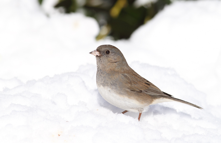 A Dark-eyed Junco feeding in the snow near our feeders (Pasadena, Maryland, 2/7/2010). Photo by Bill Hubick. A Dark-eyed Junco feeding in the snow near our feeders (Pasadena, Maryland, 2/7/2010). Photo by Bill Hubick.