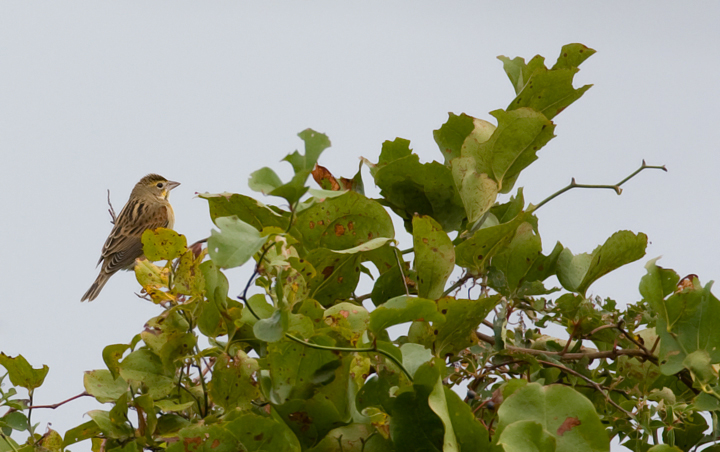 Dickcissel in Maryland Dickcissel in Maryland