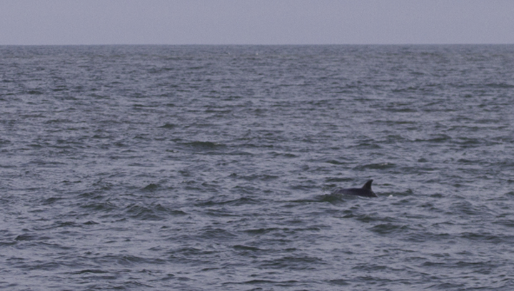 A solitary dolphin was leaving the inlet in the late afternoon, and it or another was seen north of the large pier to the north 20 minutes later. Some documentation photos might permit ID to species, but it looked more like an Atlantic Bottlenose than a Common. My Bottlenose Dolphin records from Maryland range from 5/31 to 10/11. One cetacean expert pointed out the Atlantic Bottlenose Dolphins do occasionally winter locally (more so in Virginia). - Ocean City Inlet (2/26/2011). Photo by Bill Hubick.