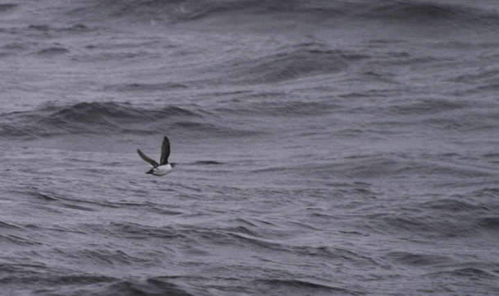 Most of our Dovekies were quick views as the birds flushed from near the boat (Maryland, 2/5/2011). Photo by Bill Hubick.