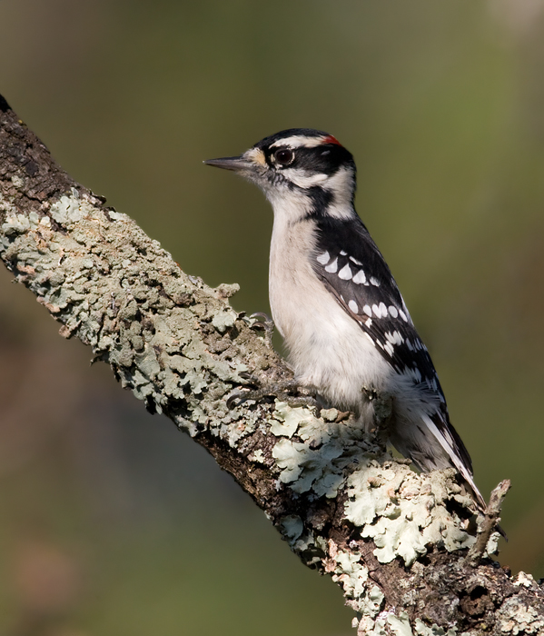 A male Downy Woodpecker on Sideling Hill, Washington Co., Maryland (10/3/2009). A male Downy Woodpecker on Sideling Hill, Washington Co., Maryland (10/3/2009).