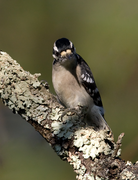 A male Downy Woodpecker on Sideling Hill, Washington Co., Maryland (10/3/2009). A male Downy Woodpecker on Sideling Hill, Washington Co., Maryland (10/3/2009).