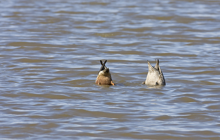 A drake Northern Shoveler on the left, a hen Northern Pintail on the right A drake Northern Shoveler on the left, a hen Northern Pintail on the right