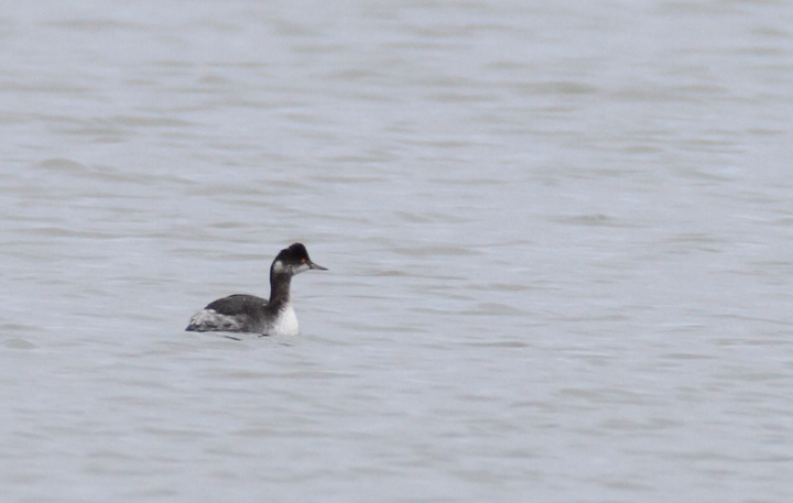 An Eared Grebe at 33rd Street in Ocean City, Maryland (1/24/2010). Photo by Bill Hubick. An Eared Grebe at 33rd Street in Ocean City, Maryland (1/24/2010). Photo by Bill Hubick.