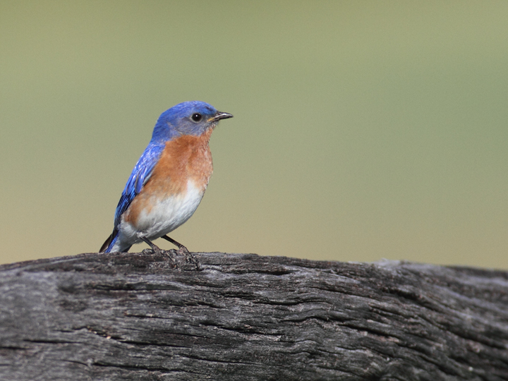 An Eastern Bluebird at Antietam National Battlefield, Maryland (5/5/2010). Photo by Bill Hubick.