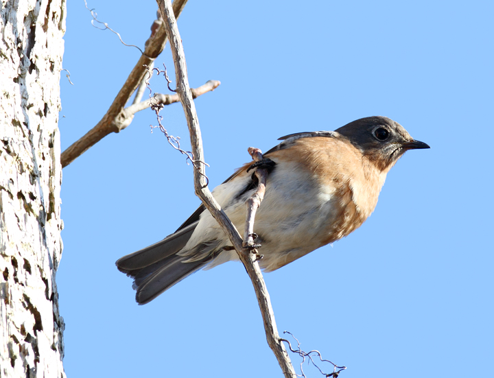 An Eastern Bluebird in Somerset Co., Maryland (11/29/2009). An Eastern Bluebird in Somerset Co., Maryland (11/29/2009).