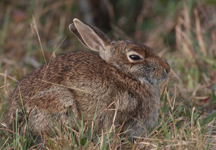 An Eastern Cottontail on Assateague Island, Maryland (10/25/2009). An Eastern Cottontail on Assateague Island, Maryland (10/25/2009).