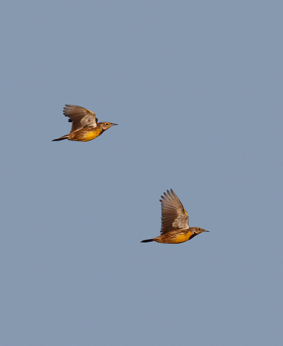 Eastern Meadowlarks in flight over Eastern Neck NWR, Maryland (11/22/2009). Eastern Meadowlarks in flight over Eastern Neck NWR, Maryland (11/22/2009).