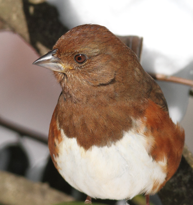 Eastern Towhees feeding below one of our hollies (Pasadena, Maryland, 2/7/2010). Photo by Bill Hubick. Eastern Towhees feeding below one of our hollies (Pasadena, Maryland, 2/7/2010). Photo by Bill Hubick.