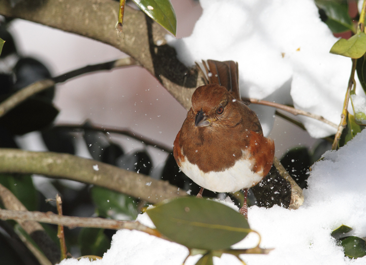 Eastern Towhees feeding below one of our hollies (Pasadena, Maryland, 2/7/2010). Photo by Bill Hubick. Eastern Towhees feeding below one of our hollies (Pasadena, Maryland, 2/7/2010). Photo by Bill Hubick.