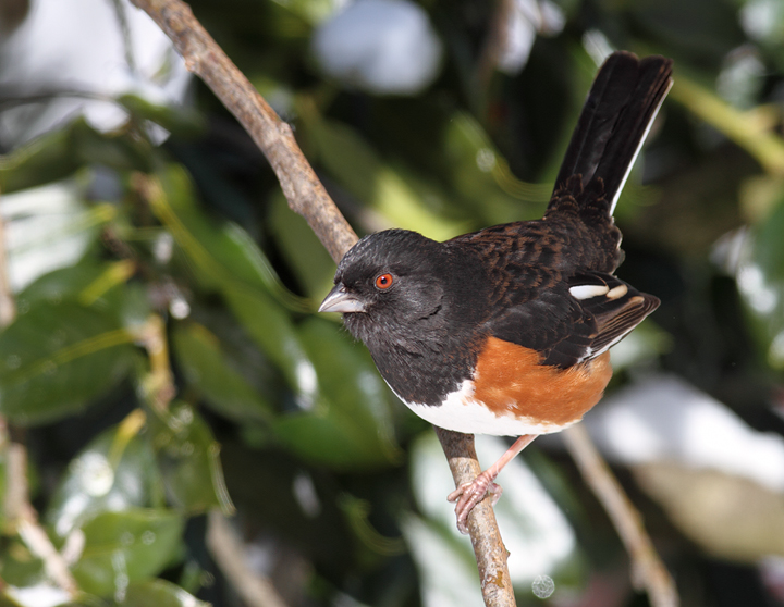 Eastern Towhees feeding below one of our hollies (Pasadena, Maryland, 2/7/2010). Photo by Bill Hubick. Eastern Towhees feeding below one of our hollies (Pasadena, Maryland, 2/7/2010). Photo by Bill Hubick.