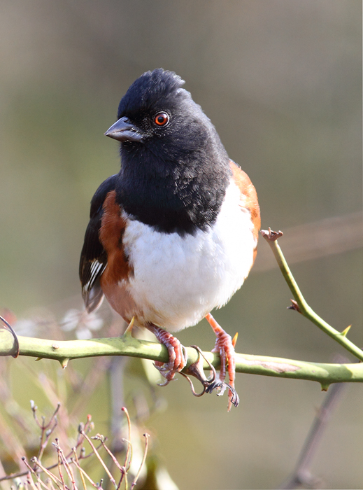 A male Eastern Towhee on Assateague Island, Maryland (11/7/2009). A male Eastern Towhee on Assateague Island, Maryland (11/7/2009).