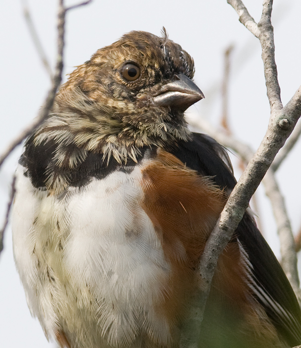 A molting Eastern Towhee on Assateague Island, Maryland (10/2/2009). A molting Eastern Towhee on Assateague Island, Maryland (10/2/2009).