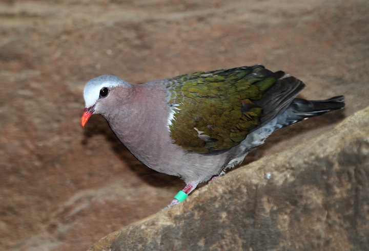Emerald Pigeon - Australia exhibit at the National Aquarium (12/31/2009). Photo by Bill Hubick. Emerald Pigeon - Australia exhibit at the National Aquarium (12/31/2009). Photo by Bill Hubick.