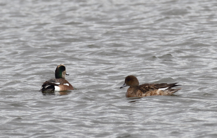 A Eurasian Wigeon near Ocean City, Maryland (12/5/2010). Although a notoriously subtle ID, this individual's warm rufous head coloration makes it a relatively straightforward call. Photo by Bill Hubick.