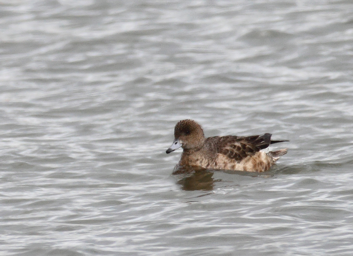 A Eurasian Wigeon near Ocean City, Maryland (12/5/2010). Although a notoriously subtle ID, this individual's warm rufous head coloration makes it a relatively straightforward call. Photo by Bill Hubick.