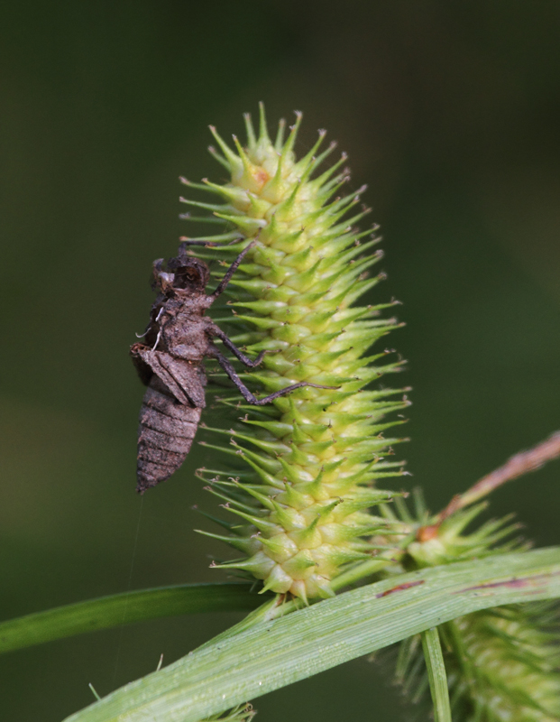 A dragonfly exuviae in Kent Co., Maryland (6/26/2010). Photo by Bill Hubick.