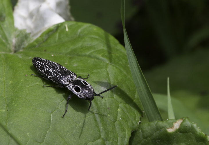 Eyed Elator in Garrett Co., Maryland (6/12/2011). Photo by Bill Hubick.