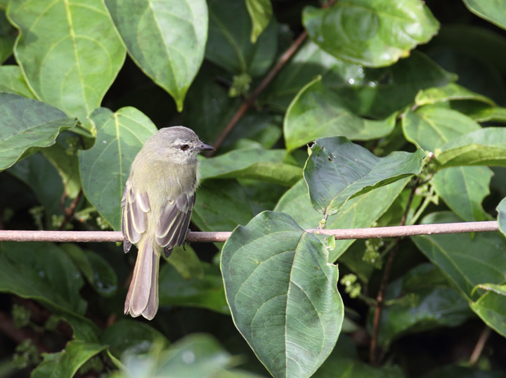 The diminutive Forest Elaenia foraging in the canopy (Panama, July 2010). Photo by Bill Hubick.