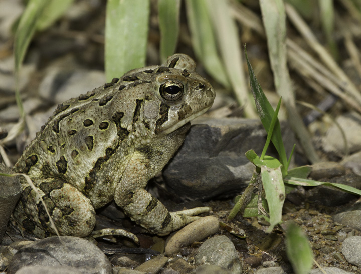 A Fowler's Toad in Allegany Co., Maryland (6/4/2011). Closely tied to the coastal plain, this was my first definitive encounter with the species this far west in Maryland. It is known from areas near the Potomac River even in western Maryland. Photo by Bill Hubick.