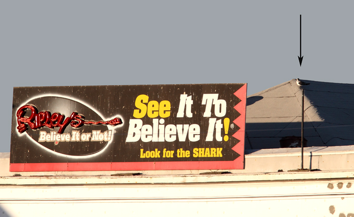A first-cycle Franklin's Gull at the Ocean City Inlet, Maryland (11/29/2009). It was a Worcester Co. bird for Mark Hoffman, which says a lot about the species' rarity in the county. It appears to be the third record for the county after 2/8/1986 (Rick Blom, pelagic) and 10/11/1991 (Michael O'Brien, O.C. Inlet). Thanks to Bob Ringler for maintaining and sharing these records. Notice the tiny bill, delicate structure, cute appearance, distinctive partial hood, short wings, and clean white underwings with black in the primaries. A first-cycle Franklin's Gull at the Ocean City Inlet, Maryland (11/29/2009). It was a Worcester Co. bird for Mark Hoffman, which says a lot about the species' rarity in the county. It appears to be the third record for the county after 2/8/1986 (Rick Blom, pelagic) and 10/11/1991 (Michael O'Brien, O.C. Inlet). Thanks to Bob Ringler for maintaining and sharing these records. Notice the tiny bill, delicate structure, cute appearance, distinctive partial hood, short wings, and clean white underwings with black in the primaries.