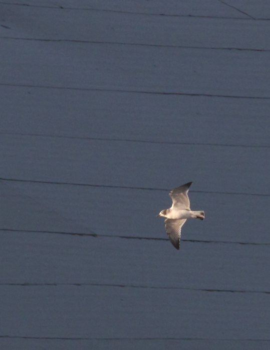 A first-cycle Franklin's Gull at the Ocean City Inlet, Maryland (11/29/2009). It was a Worcester Co. bird for Mark Hoffman, which says a lot about the species' rarity in the county. It appears to be the third record for the county after 2/8/1986 (Rick Blom, pelagic) and 10/11/1991 (Michael O'Brien, O.C. Inlet). Thanks to Bob Ringler for maintaining and sharing these records. Notice the tiny bill, delicate structure, cute appearance, distinctive partial hood, short wings, and clean white underwings with black in the primaries. A first-cycle Franklin's Gull at the Ocean City Inlet, Maryland (11/29/2009). It was a Worcester Co. bird for Mark Hoffman, which says a lot about the species' rarity in the county. It appears to be the third record for the county after 2/8/1986 (Rick Blom, pelagic) and 10/11/1991 (Michael O'Brien, O.C. Inlet). Thanks to Bob Ringler for maintaining and sharing these records. Notice the tiny bill, delicate structure, cute appearance, distinctive partial hood, short wings, and clean white underwings with black in the primaries.