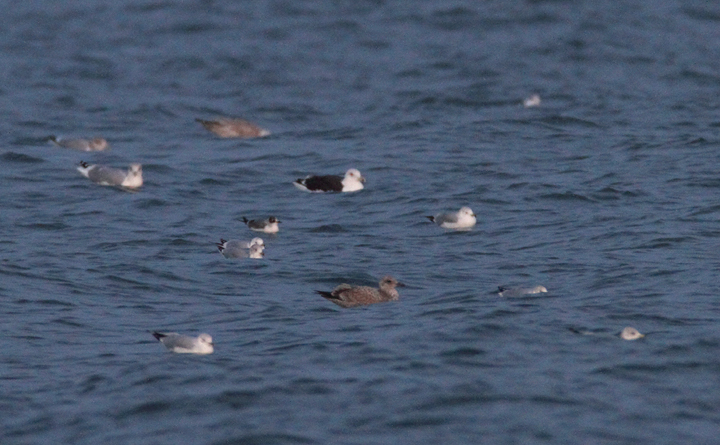 We relocated the bird at dusk after it had gone to roost with the large gull flock north of the fishing pier. We relocated the bird at dusk after it had gone to roost with the large gull flock north of the fishing pier.
