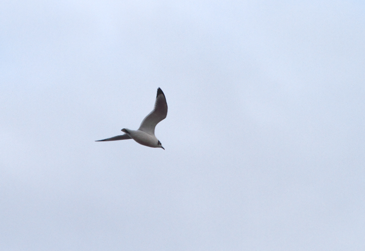 Documentation photo of a vagrant Franklin's Gull at Sandy Point SP, Anne Arundel Co., Maryland (10/27/2010). Photo by Bill Hubick.