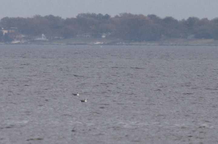 Although caution is a must at a distance, this photo illustrates the difference in impression between the Franklin's Gull (top-left) and a Laughing Gull (Sandy Point SP, 10/27/2010). Note the slightly smaller size, daintier shape, suggestion of the shorter bill (bill almost not visible), and the exact shape of the partial hood. For full effect, shake your monitor to simulate wind hitting your scope. Photo by Bill Hubick.